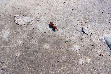 two red black beetles making love on the ground