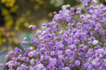 Obraz premium Colored dried flowers gypsophila，Gypsophila paniculata