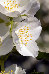 Fototapeta na wymiar beautiful white jasmine flowers in the spring season