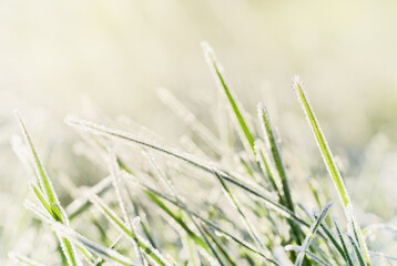 Frozen morning grass bright sunny natural background.