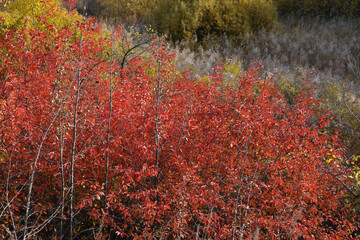 Bushes with bright red foliage in autumn