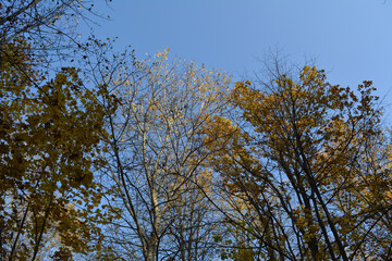 Deciduous forest in Russia in autumn. Trees with yellow leaves on the background of clear blue sky