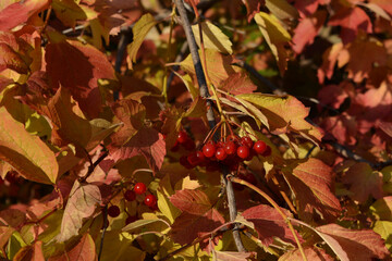 Viburnum bush in autumn. Ripe red berries and colorful leaves