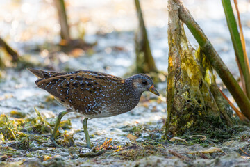 Spotted crake or Porzana porzana in a wildlife close up