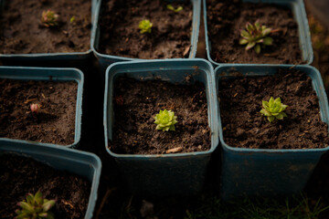 Soft focused close up shot of stone rosa or succulents potted in plant nursery farm, greenhouse decorative evergreen plants, gardening, botany.
