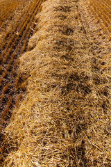 agricultural field with prickly straw