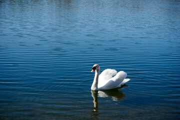close up of a swan near the shore in a lake