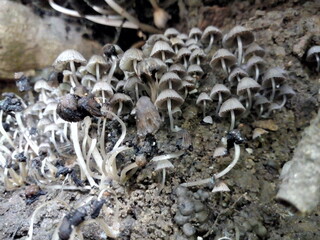 mushrooms on an old stump