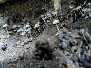 mushrooms on an old stump