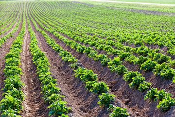 agricultural field where breeding varieties of potato plants