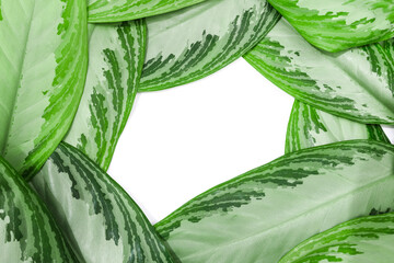 tropical leaves isolated on white background with frame  text place  - Image