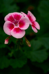 pink flower in the garden