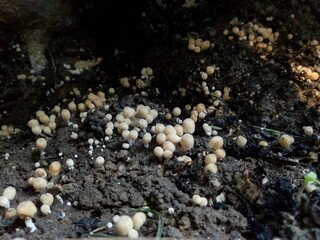 mushrooms on an old stump