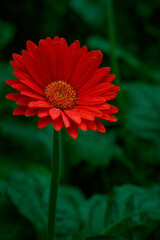 red gerbera daisy