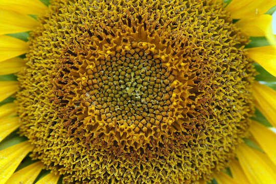 A close-up photo of a big sunflower
