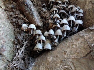 mushrooms on a tree trunk
