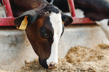 Cows standing in a stall and eating hay