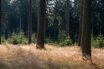 Wanderung auf dem Fernwanderweg Rennsteig in Thüringen von Ebertswiese nach Oberhof