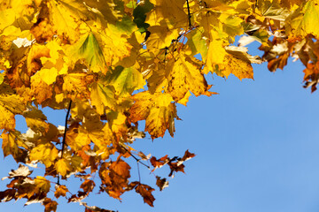 deciduous oak trees in the forest or in the Park