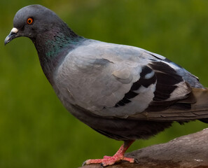 Fototapeta premium close up of a pigeon
