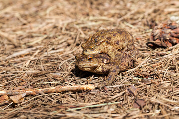 two toads in the breeding season