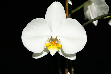  White  Orchid on a dark background. A blooming flower