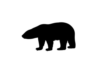 Silhouette Orso Bianco - Orso Polare