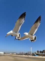 seagull on the beach