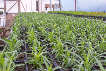Young flower seedlings. Growing in a greenhouse. Selective focus.