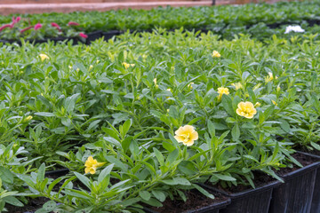 Young flower seedlings. Growing in a greenhouse. Selective focus.