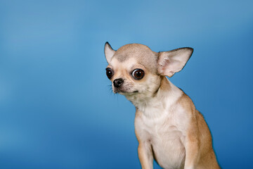 Fototapeta na wymiar Emotions of a dog. Portrait of a Chihuahua in the studio on a blue background.