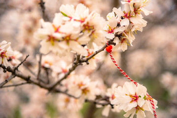 Red heart on a blooming tree branch in spring. Prague blossom Petrin hill. 