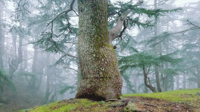 Moving around big cedar tree (b-roll shot) inside forest, in foggy weather, in chrea National Park - algeria. 