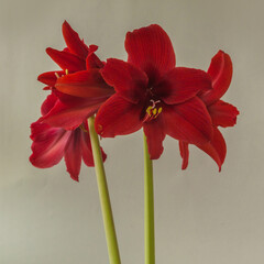Dark red  hippeastrum (amaryllis) 