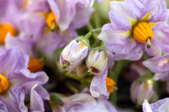 Close-up of purple buds and open potato flowers occupying entire image area with blurred natural background at edges. Vegetable blooming. Beautiful transformation. Stage of life.