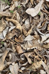Vertical details of fallen autumn leaves texture