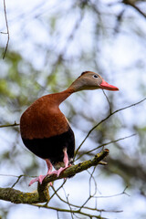 Whistling Duck Perched In Tree -0327