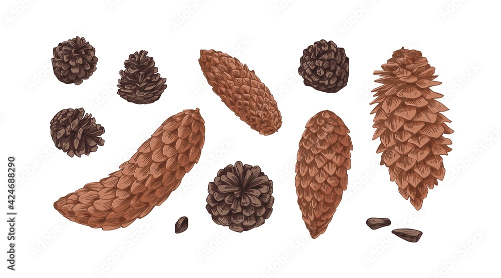 Poster hand-drawn set with different cones of coniferous fir, spruce and pine trees isolated on white backg