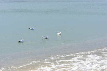 Four seagulls rest on the calm surface of the sea
