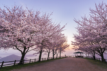 三豊市紫雲出山から眺める桜と瀬戸内海	