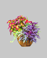 Big ceramic vase with growing various plants isolated on gray background