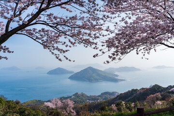 三豊市紫雲出山から眺める桜と瀬戸内海