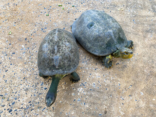 Many Species of turtle in the pond