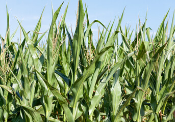 agricultural field where green corn grows, closeup