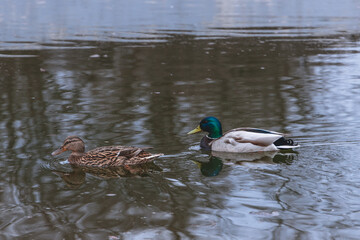 A couple of ducks swims against the backdrop of calm water in a pond in a park on a warm day
