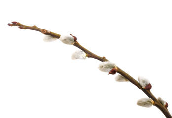 Pussy willow twig. Easter decoration isolated on white background © claraveritas