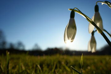 Snowdrops ( Galanthus ) and sun star , early bloomer on green meadow in front of silhouette tree line. Blue sky. Up view. Plants in spring.