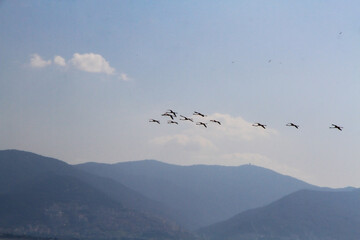 flamingos in flight