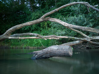 Dead tree log with big branches stuck in shallow river against steep shore overgrown with grass during dusk.