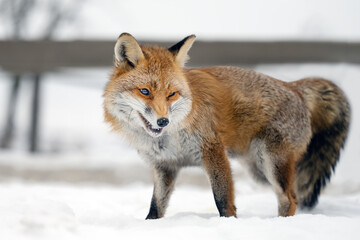 The rusty fox is ready to hunt.